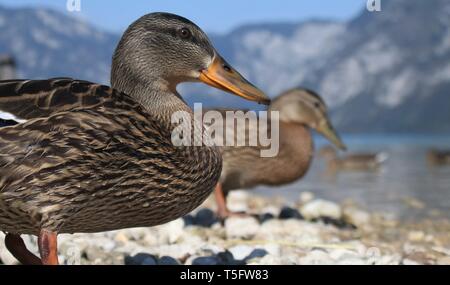 Portrait de grand angle plumage éclipse les Canards colverts (Anas platyrhynchos) sur les rives du lac de Bohinj, en Slovénie. Août 2018 Banque D'Images