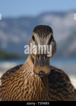 Eclipse drake mallard (Anas platyrhynchos) portrait montrant plumage éclipse et le projet de loi. Lac de Bohinj, en Slovénie. Août 2018 Banque D'Images