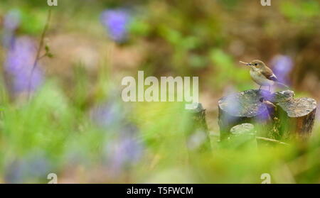 Femme (Ficedula hypoleuca) collecte de matériel de nidification chez les jacinthes des bois dans l'ancien français. Staffordshire, Royaume-Uni, avril 2019 Banque D'Images