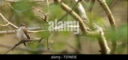 Femme (Ficedula hypoleuca) prendre une pause pour la construction du nid dans l'ancien français total. Staffordshire, Royaume-Uni, avril 2019. Banque D'Images