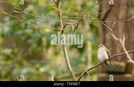 Femme (Ficedula hypoleuca) prendre une pause pour la construction du nid dans l'ancien français total. Staffordshire, Royaume-Uni, avril 2019. Banque D'Images