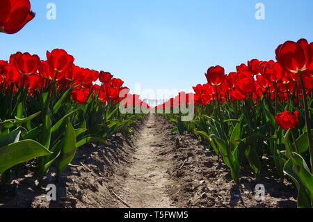 Tulipe rouge. Le Flevoland, Pays-Bas Banque D'Images