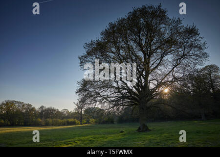 La fin de l'après-midi soleil commence à s'installer derrière les haies et les bois silhouetting un lone Oak près de Church Stretton, Shropshire. 20er avril 2019. Banque D'Images