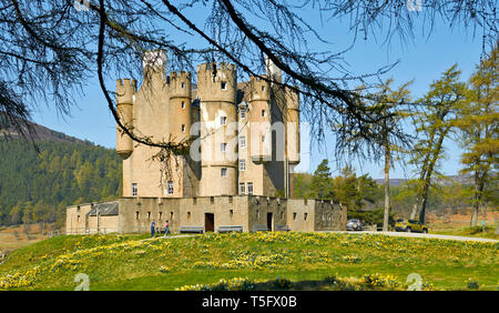 BRAEMAR ABERDEENSHIRE ECOSSE BRAEMAR CASTLE ET BANQUES DE JONQUILLES AU PRINTEMPS Banque D'Images