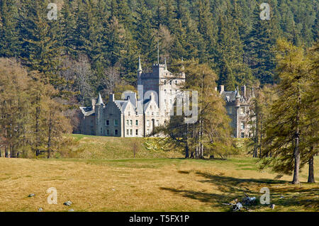 L'ABERDEENSHIRE ECOSSE INVERCAULD BRAEMAR CASTLE AVEC LES BANQUES DE JONQUILLES AU PRINTEMPS Banque D'Images