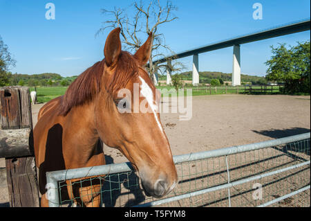 Ein Pferd neugieriges schaut den Betrachter und dazu streckt un seinen Kopf ueber das Gatter. Banque D'Images