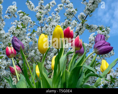 Les variétés de tulipes dans jardin avec Apple Blossom Printemps Norfolk Banque D'Images