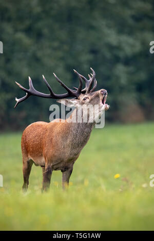 Beuglant red deer stag avec d'énormes bois foncé en rut Banque D'Images