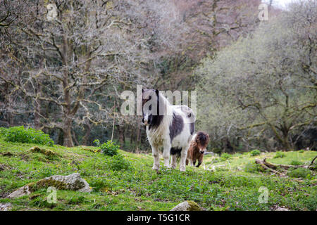 Deux poneys Shetland dans un champ à Cornwall, UK Banque D'Images