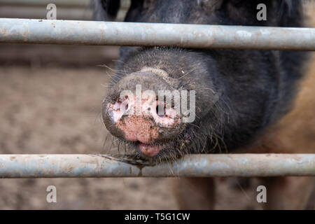 British Saddleback sow museau de porc, couvert de boue, de piquer à travers la barrière d'une porcherie Banque D'Images