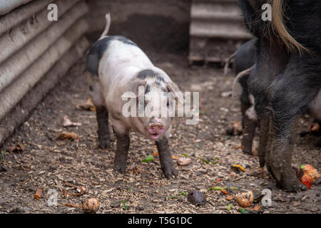 British Saddleback porcinet dans une porcherie dans une ferme Banque D'Images