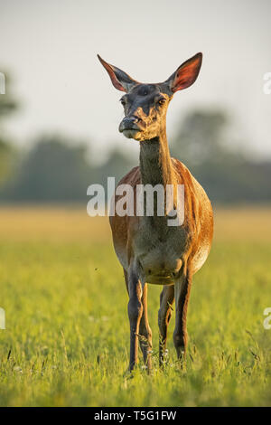 Red Deer (Cervus elaphus, Hind en été au coucher du soleil. Banque D'Images