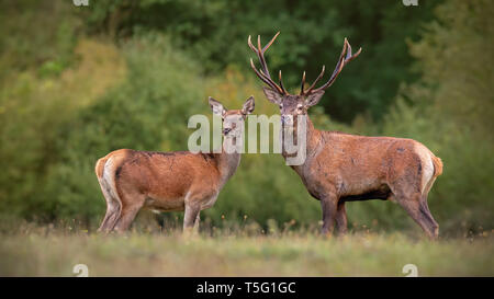 Red Deer (cervus elpahus, couple en automne pendant la saison des amours. Banque D'Images