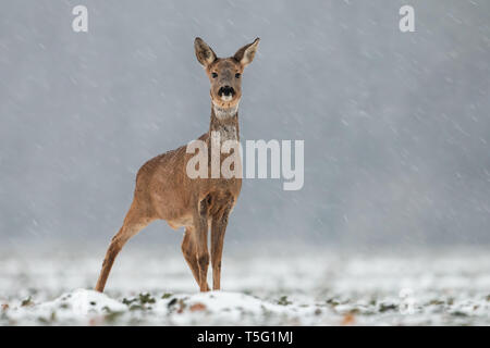 Chevreuil, Capreolus capreolus, le doe en hiver durant une chute de neige. Banque D'Images