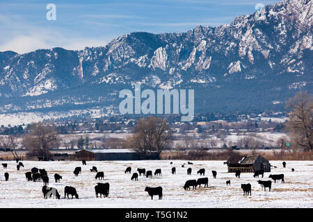 Les vaches en face de l'harfang des montagnes Rocheuses, à Boulder, CO Banque D'Images