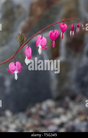 Cœurs-floraison -botanique Dicentra spectabilis Banque D'Images