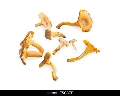 Chanterelles isolé sur fond blanc. Banque D'Images