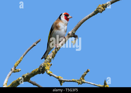 Chardonneret élégant (Carduelis carduelis) perché dans l'arbre sur fond de ciel bleu au printemps Banque D'Images