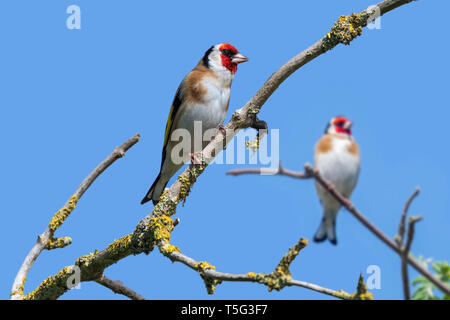 Deux Européens chardonneret (Carduelis carduelis) perché dans l'arbre sur fond de ciel bleu au printemps Banque D'Images