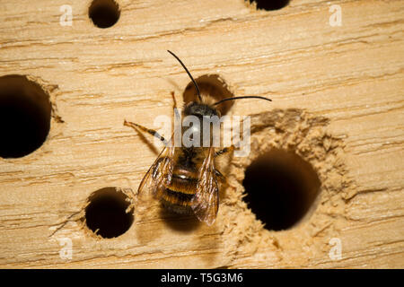 Mauerbiene par cœur, Osmia bicornis, rouge abeille maçonne Banque D'Images