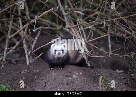 Frettchen, Mustela putorius furo, ferret Banque D'Images