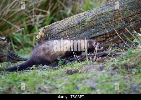 Europaeischer Mustela putorius, Iltis, Polecat Banque D'Images