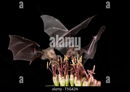 Moindre, à nez court, Cynopterus brachyotis s'bat, Arizona, nectar-bac d'alimentation ; sur le nectar d'Agave/pollen Banque D'Images