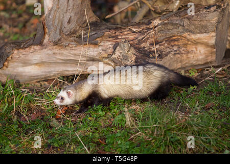 Frettchen, Mustela putorius furo, ferret Banque D'Images