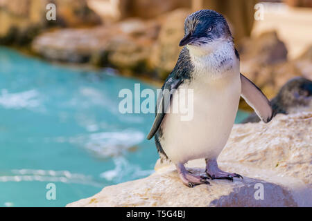 Belle Australian penguin, debout près de l'eau à l'Île Penguin, Rockingham, l'ouest de l'Australie Banque D'Images