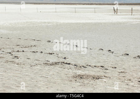 Croûte de sel de Soda Lake sur la faille de San Andreas, Carrizo Plain National Monument (Californie). Photographie numérique Banque D'Images