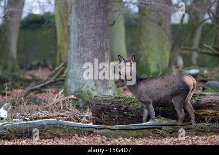 - Weibchen Rothirsch, Cervus elaphus, red deer - femelle Banque D'Images