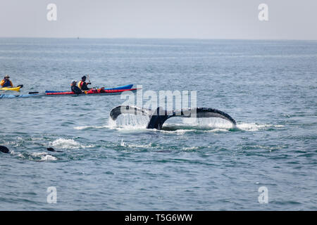 Gros plan du petit groupe de kayaks dangereusement près d'une baleine-lob tailing dans l'océan avec 2 joints regarder Banque D'Images