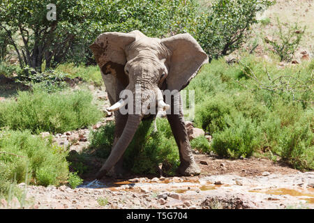 Gros plan du désert du Kalahari, adapté à l'éléphant Damaraland, Namibie boire d'une flaque d'eau Banque D'Images