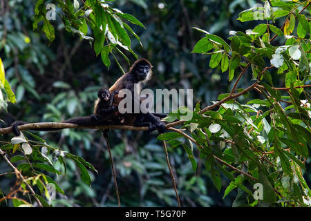 La mère et le bébé singe araignée de Geoffroy (Ateles geoffroyi) - La Laguna del Lagarto Eco-Lodge, Boca Tapada, Costa Rica Banque D'Images