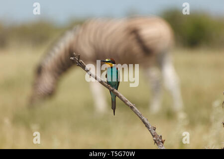 Libre de couleurs, Guêpier d'Europe Merops apiaster,sur la tige dans les prairies Banque D'Images