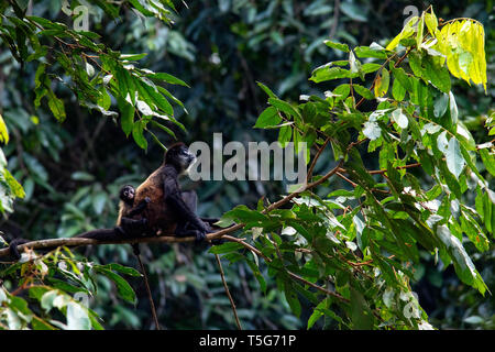 La mère et le bébé singe araignée de Geoffroy (Ateles geoffroyi) - La Laguna del Lagarto Eco-Lodge, Boca Tapada, Costa Rica Banque D'Images