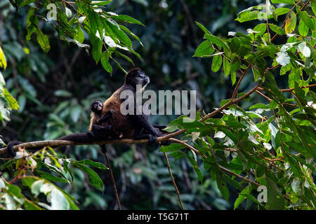 La mère et le bébé singe araignée de Geoffroy (Ateles geoffroyi) - La Laguna del Lagarto Eco-Lodge, Boca Tapada, Costa Rica Banque D'Images