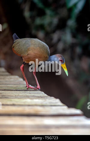 Rail en bois (aramides albiventris) - la Laguna del Lagarto Eco-Lodge, Boca Tapada, Costa Rica Banque D'Images