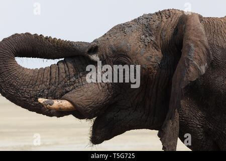 Gros plan du chef et du Kalahari défenses court éléphant africain adapté à la vie du désert de traverser le désert en Namibie Banque D'Images