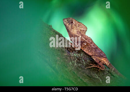 Iguane casqué (Corytophanes cristatus) [spécimen en captivité] - La Laguna del Lagarto Eco-Lodge, Boca Tapada, Costa Rica Banque D'Images