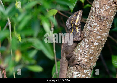 Basilisk (Basiliscus vittatus marron) - Green Cay Les zones humides, Boynton Beach, Floride, USA Banque D'Images