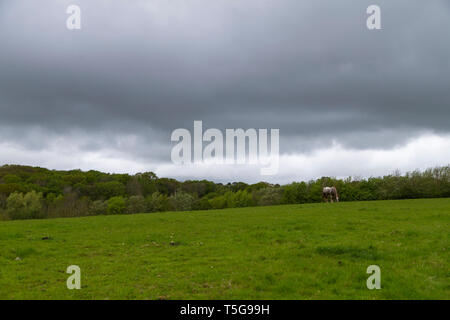 Ashford, Kent, UK. Apr 24, 2019. Sombres nuages accrocher au-dessus de la campagne du Kent dangereusement comme un cheval broute dans un champ. La pluie est attendue plus tard aujourd'hui et demain. © Paul Lawrenson, 2019 Crédit photo : Paul Lawrenson/ Alamy Live News Banque D'Images