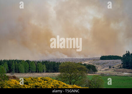 C'est de la rage de forêt s'étendant entre Knockando et Dunphail dans Moray, en Écosse, le mardi 23 avril 2019. Banque D'Images