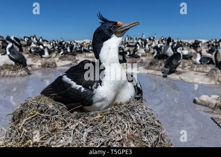 Roi ou impériale, Cormorant Phalacrocorax atriceps albiventer oiseaux adultes, assis sur son nid, l'île de Sea Lion, Îles Falkland, Novembre Banque D'Images