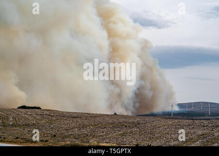 C'est de la rage de forêt s'étendant entre Knockando et Dunphail dans Moray, en Écosse, le mardi 23 avril 2019. Banque D'Images