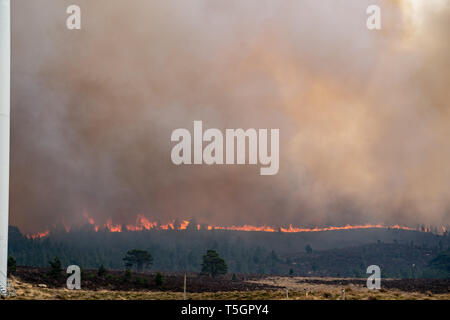 C'est de la rage de forêt s'étendant entre Knockando et Dunphail dans Moray, en Écosse, le mardi 23 avril 2019. Banque D'Images