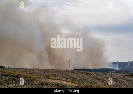 C'est de la rage de forêt s'étendant entre Knockando et Dunphail dans Moray, en Écosse, le mardi 23 avril 2019. Banque D'Images