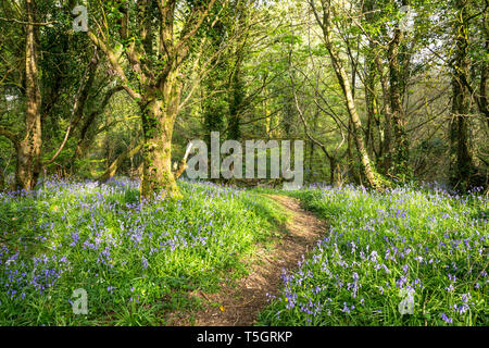 Jacinthes en fleurs le long d'un chemin forestiers en Irlande. Hyacinthoides Banque D'Images