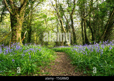 Jacinthes en fleurs le long d'un chemin forestiers en Irlande. Hyacinthoides Banque D'Images