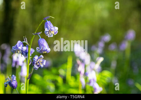 Jacinthes en fleurs dans un bois en Irlande. Hyacinthoides Banque D'Images